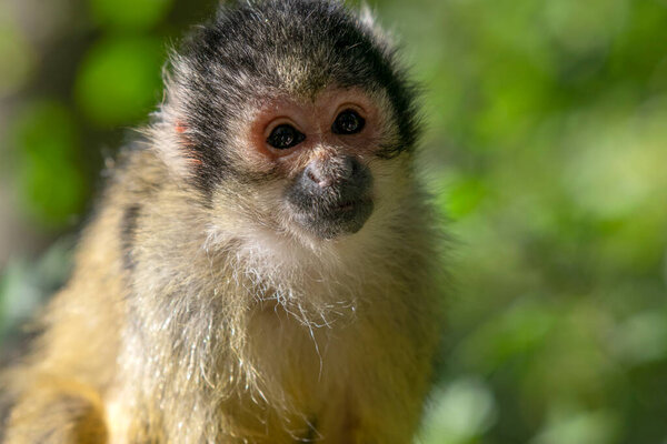 Beautiful Black-Capped Squirrel Monkey In A Tree