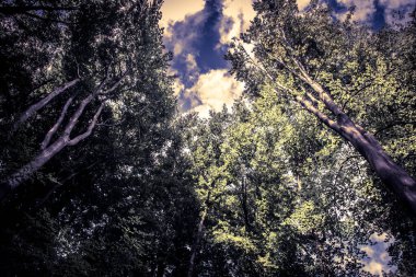 Ağaçların Üzerindeki Bulutları Kapat