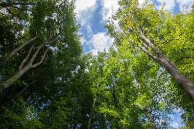 Ağaçların Üzerindeki Bulutları Kapat