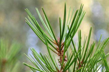 Amsterdam 'daki Pinus Bungeana' nın Kapanışı 16-8-2020