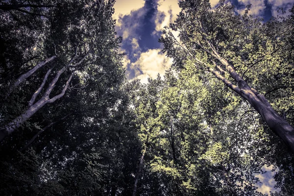 Ağaçların Üzerindeki Bulutları Kapat