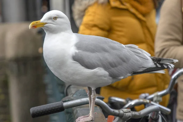 Close European Herring Gull — Fotografia de Stock