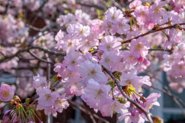 Amsterdam 'da Pembe Kiraz Çiçeklerinin Kapanışı 2019 Hollanda