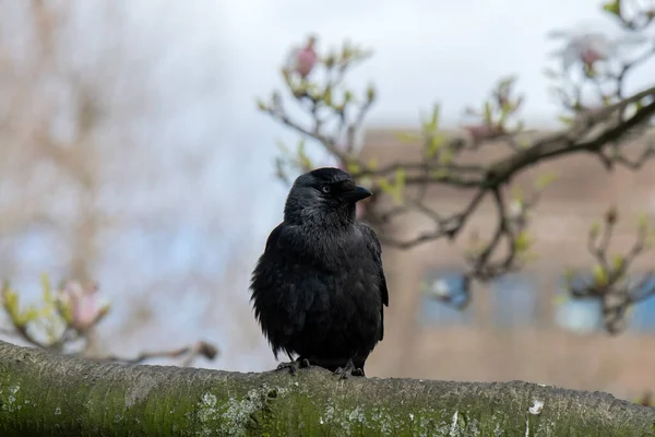 Gros Plan Jackdaw Occidental Dans Arbre — Photo