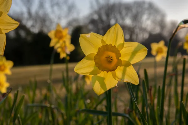 Close Yellow Narcissus Amsterdam 2020 — Stockfoto