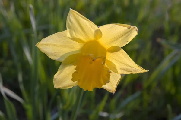 Close Yellow Narcissus Amsterdam 2020 — Stockfoto