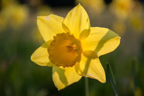 Close Yellow Narcissus Amsterdam 2020 — Stockfoto