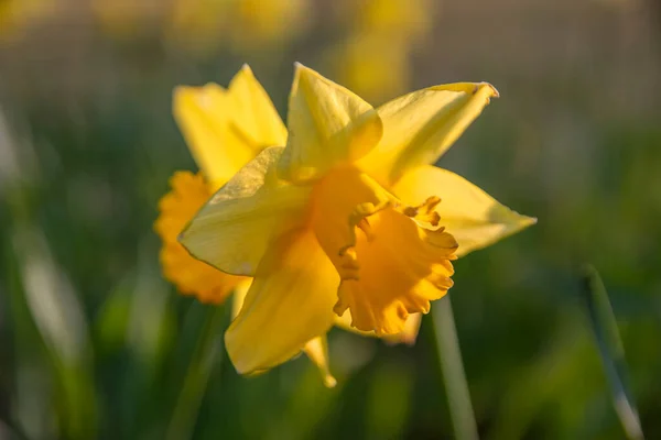 Närbild Gul Narcissus Amsterdam Nederländerna 2020 — Stockfoto