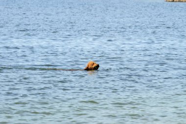 Marken 'de Köpek Yüzüyordu Hollanda 6-8-2020