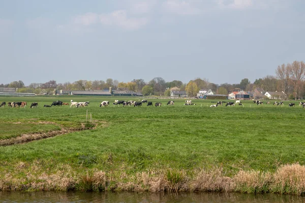 Campo Agrícola Holandés Alrededor Baambrugge Países Bajos 2019 —  Fotos de Stock
