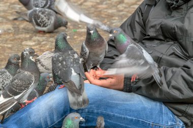 Amsterdam Baraj Meydanı 'nda Güvercinleri Besleme 2019 Hollanda