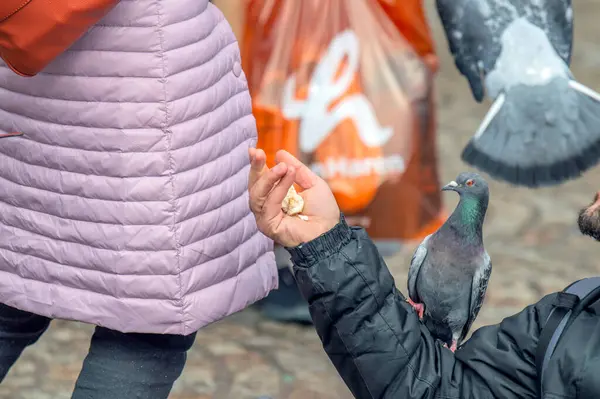 Alimentando Pombos Praça Barragem Amsterdã Holanda 2019 — Fotografia de Stock