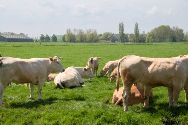 Hollanda, Abcoude 'da Bir Otlakta İnekler Grubu 13-5-2021