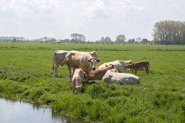 Hollanda, Abcoude 'da Bir Otlakta İnekler Grubu 13-5-2021