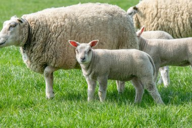 Abcoude Çevresinde Kuzular ve Koyunlar Hollanda 2019