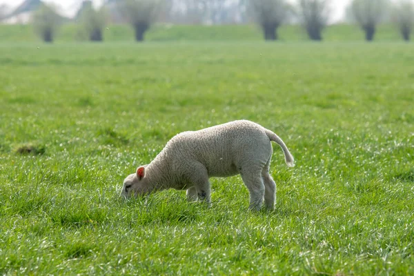 Little Lamb Abcoude Holandia 2019 — Zdjęcie stockowe