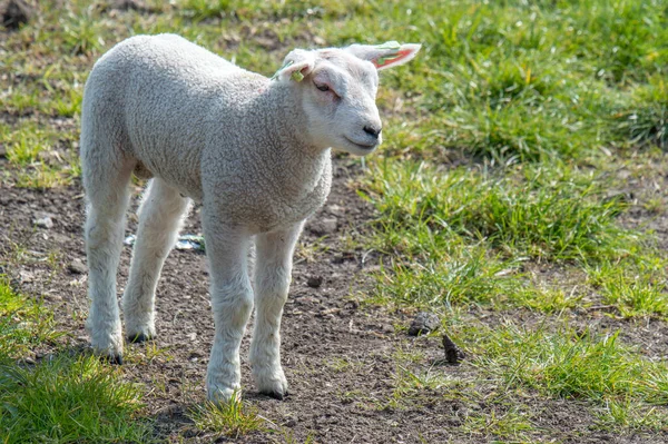 荷兰2019年Abcoude周边的小羊 — 图库照片