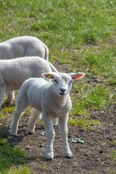 Lambs Abcoude Ολλανδία 2019 — Φωτογραφία Αρχείου