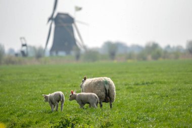 Abcoude 'da Kuzularla Koyun Ana 2019