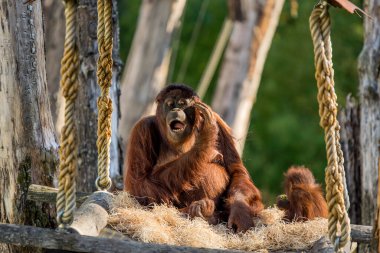 Apeldoor Hayvanat Bahçesinde Bebekli Orangutan 2018 Hollanda