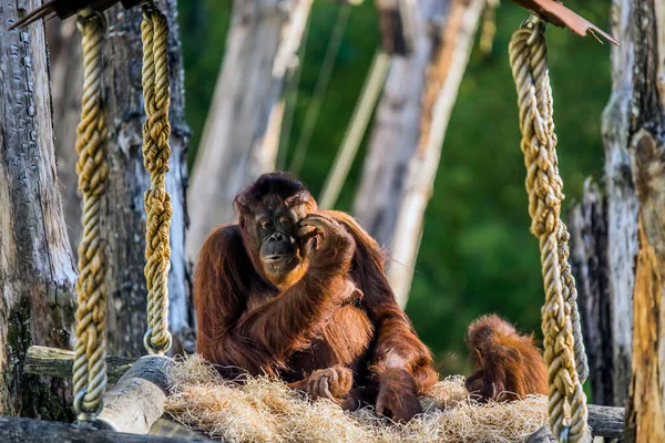 Orangutan Met Baby Dierentuin Van Apeldoorn 2018 — Stockfoto