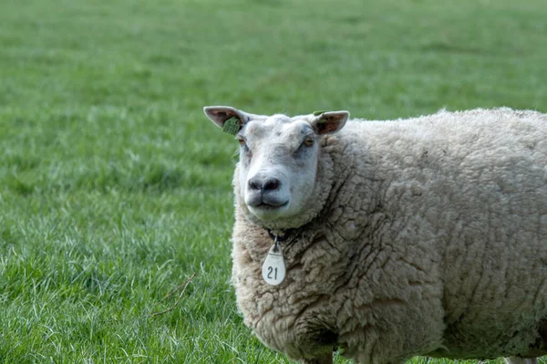 Owce Matki Wokół Abcoude Holandia 2019 — Zdjęcie stockowe