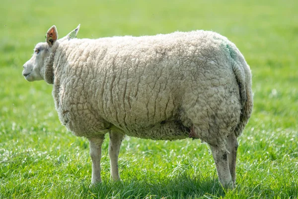 Mother Sheep Abcoude Ολλανδία 2019 — Φωτογραφία Αρχείου