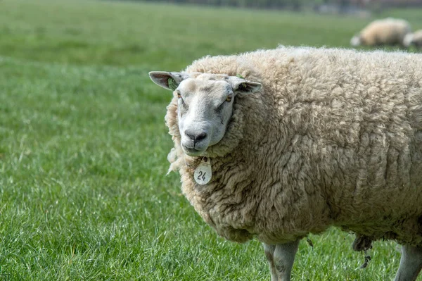 Moeder Schapen Rond Abcoude Nederland 2019 — Stockfoto