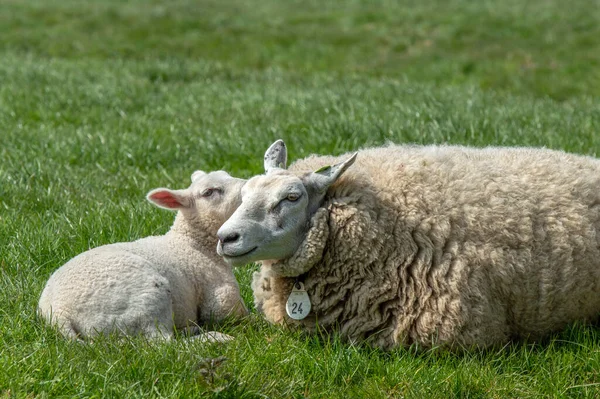 Mother Sheep Lamb Abcoude Netherlands 2019 — Stock Photo, Image