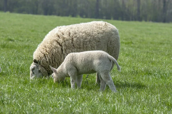 Mère Mouton Avec Agneau Autour Abcoude Pays Bas 2019 — Photo