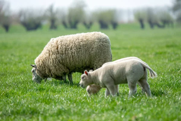 Мати Вівця Овечками Навколо Абдуди Нідерланди 2019 Рік — стокове фото