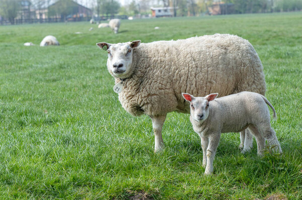 Mother Sheep With Lamb Around Abcoude The Netherlands 2019