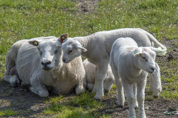Mother Sheep Lambs Abcoude Ολλανδία 2019 — Φωτογραφία Αρχείου