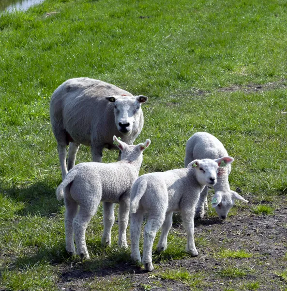 Mère Moutons Avec Agneaux Autour Abcoude Pays Bas 2019 — Photo