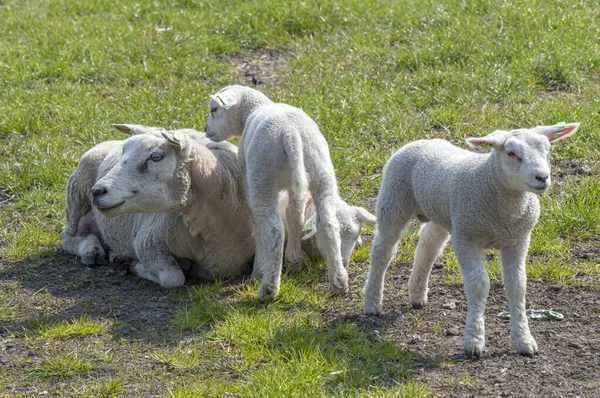 Mother Sheep Lambs Abcoude Ολλανδία 2019 — Φωτογραφία Αρχείου