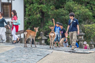 2015 Nara Parkı 'nda Geyikle Oynamak