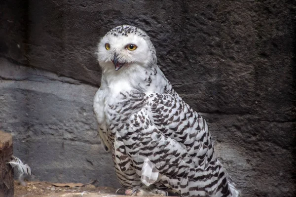 Búho Nieve Zoológico Ueno Tokio Japón 2016 —  Fotos de Stock