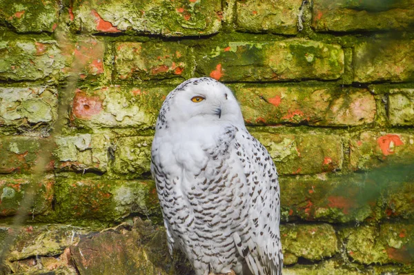 Snow Owl Artis Zoo Amsterdam Нідерланди 2018 — стокове фото