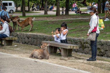 2015 Nara Parkı 'nda Bir Geyikle Fotoğraf Çekmek