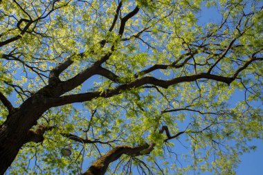 Hollanda 1-6-2021 Amsterdam 'daki Bir Ağacın Kapalı Dalları