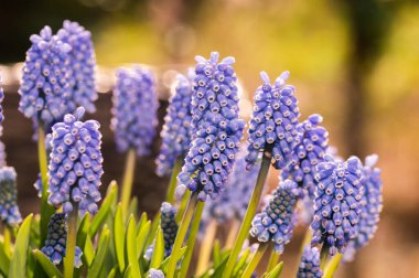 Amsterdam 'daki Üzüm Çiçeğini Kapat Hollanda 1-4-2021