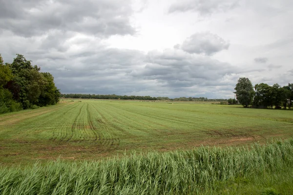 Grunty Rolne Wokół Naarden Holandia 2020 — Zdjęcie stockowe