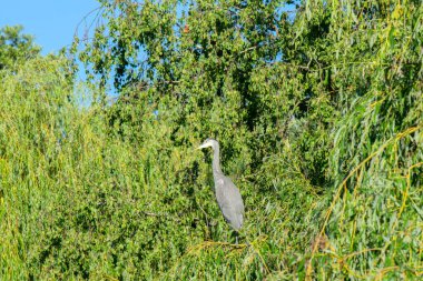 Ağaçta bir balıkçıl yakın çekim