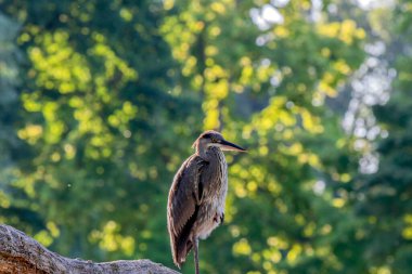 Ağaçta bir balıkçıl yakın çekim