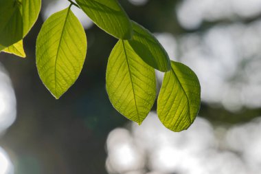 Podocarpus Latifolius Ağacı 'nı Kapat Amsterdam' dan Ayrıldı Hollanda 26-4-2020