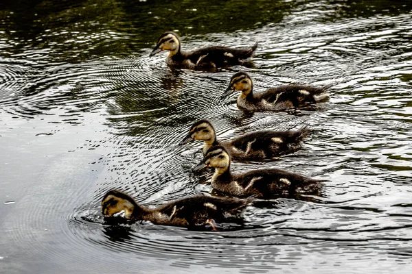 Patos Pequeños Nadando Cerca — Foto de Stock