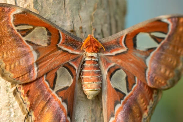 Close Attacus Atlas Também Chamado Atlas Moth — Fotografia de Stock