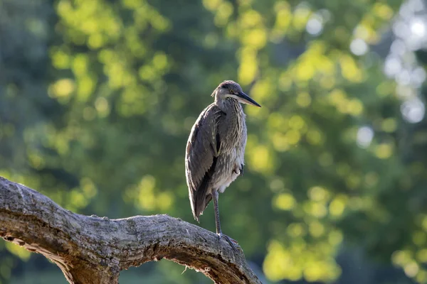 Primer Plano Una Garza Árbol —  Fotos de Stock