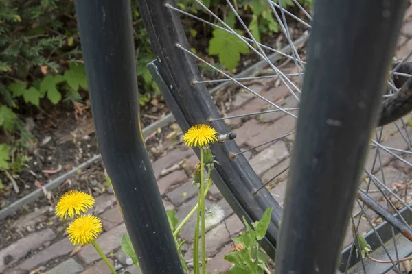 Close Wheel Weeds Amsterdam 네덜란드 2020 — 스톡 사진