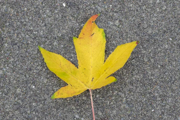 Nahaufnahme Eines Herbstblattes — Stockfoto
